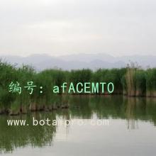 Ŀ